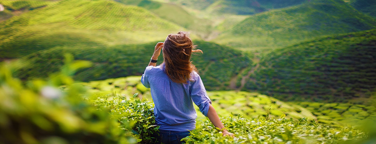 tea-plantation-walk